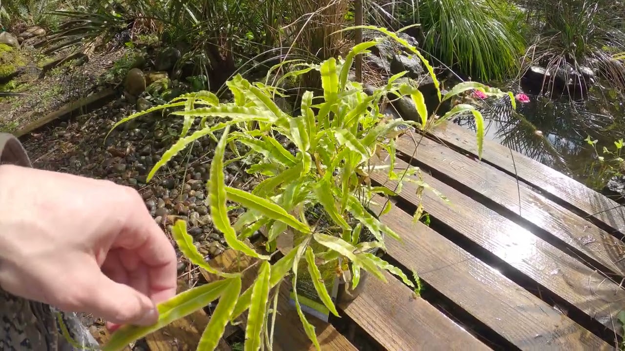 Pteris cretica - hardier variety?  Zone 7?