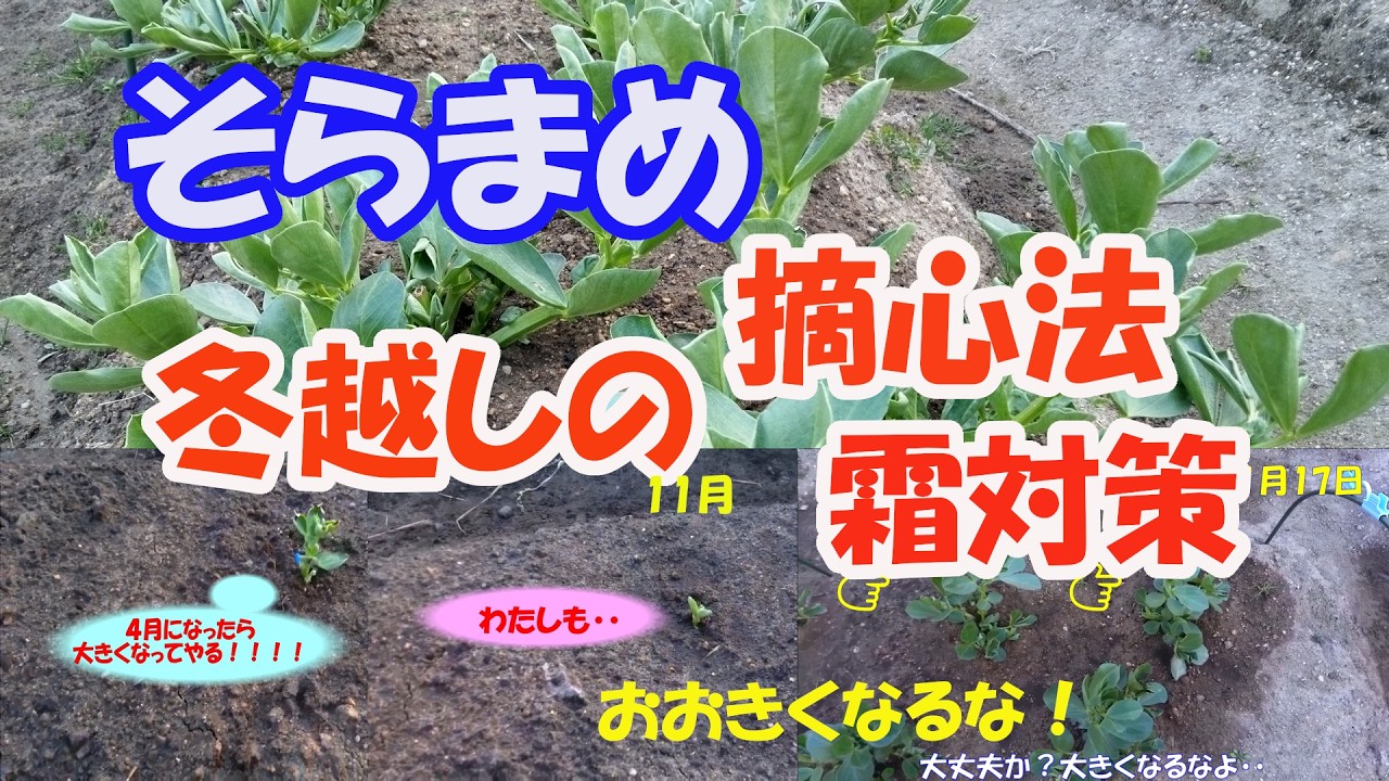 【のんちゃんファーム】そらまめの冬越し、サイズに注意、摘心方法、霜対策がポイント。