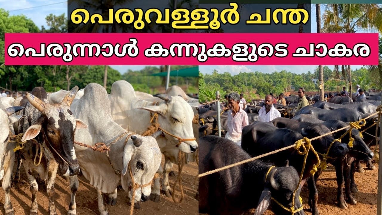 പെരുവള്ളൂർ ചന്തയിൽ പെരുന്നാൾ കന്നുകളെ കൊണ്ട് നിറഞ്ഞു |peruvallur chanda|parambil peedika chanda|