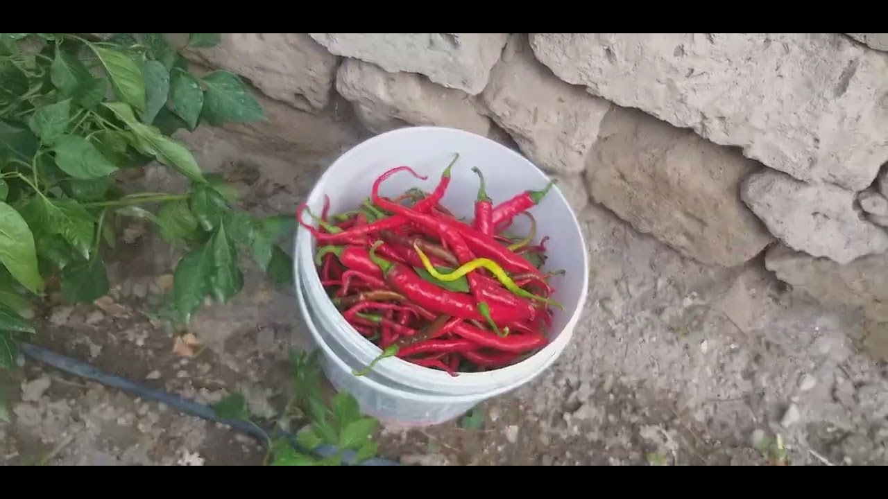 ANAMIN HOBİ BAHÇESİNİ İZLEYİN DOSLAR