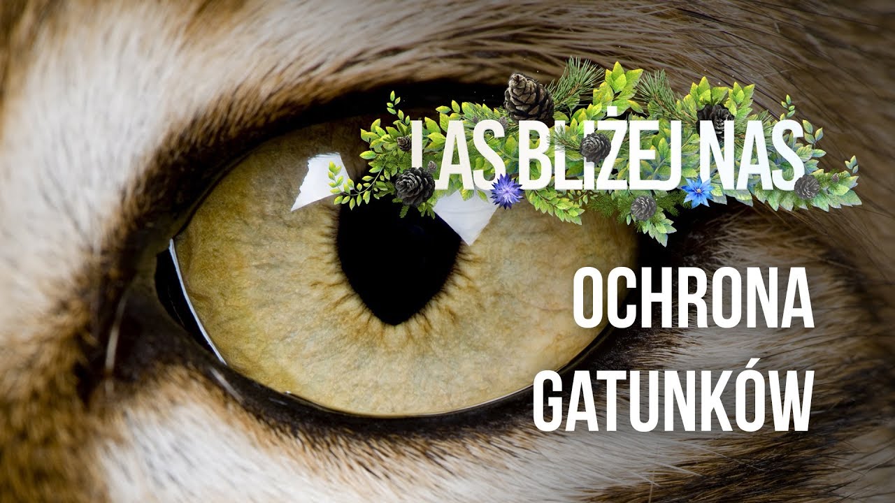 Las bliżej nas - Ochrona gatunk&oacute;w