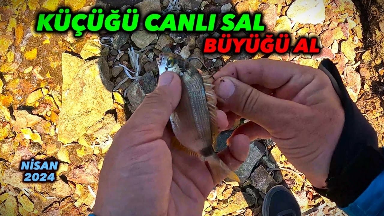 BÜYÜK BALIK KÜÇÜK BALIĞI YER