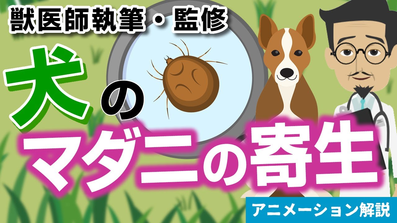 犬のマダニの寄生について【獣医師執筆監修】症状から治療方法