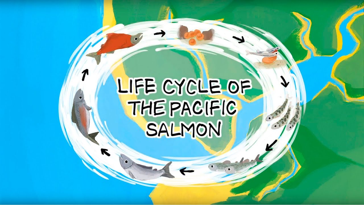 Life Cycle of the Pacific Salmon Premiere Program