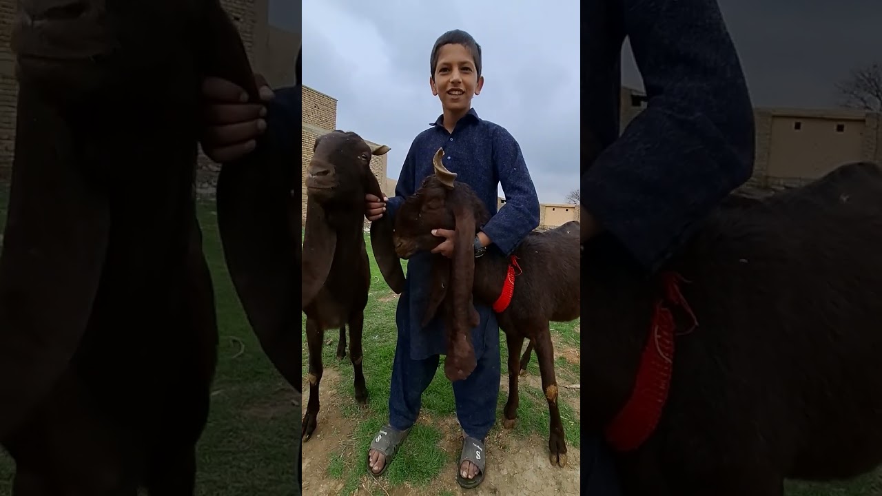 “The Afghan Boy Who Runs a Business While Going to School”