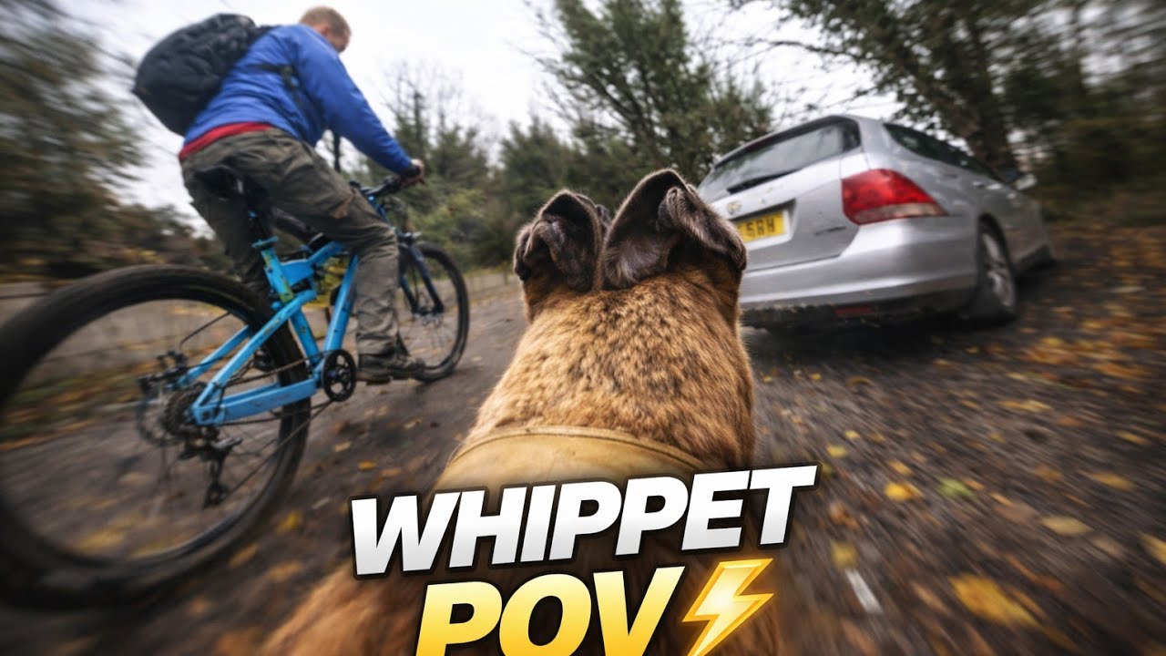Whippet FPV Ride Around Pitchcroft ⚡🐕 | Fastest Dog POV