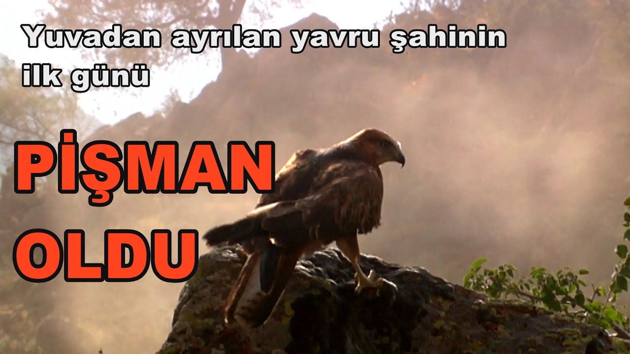 Yuvadan ayrılan yavru şahinin ilk günü / PİŞMAN OLDU(1.BL.)