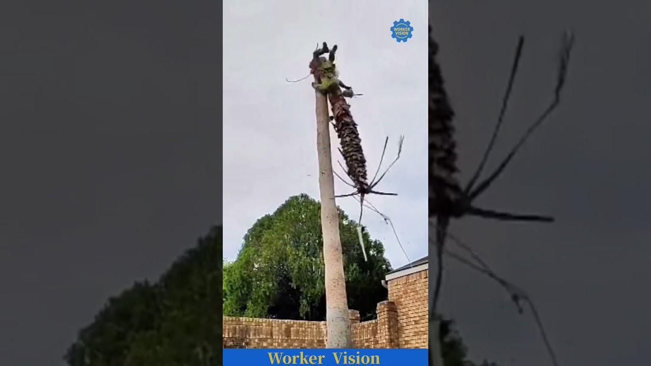 Tree cutter at extreme height &mdash; a breathtaking moment｜عامل قطع الأشجار على ارتفاع شاهق &mdash; لحظة مذهلة