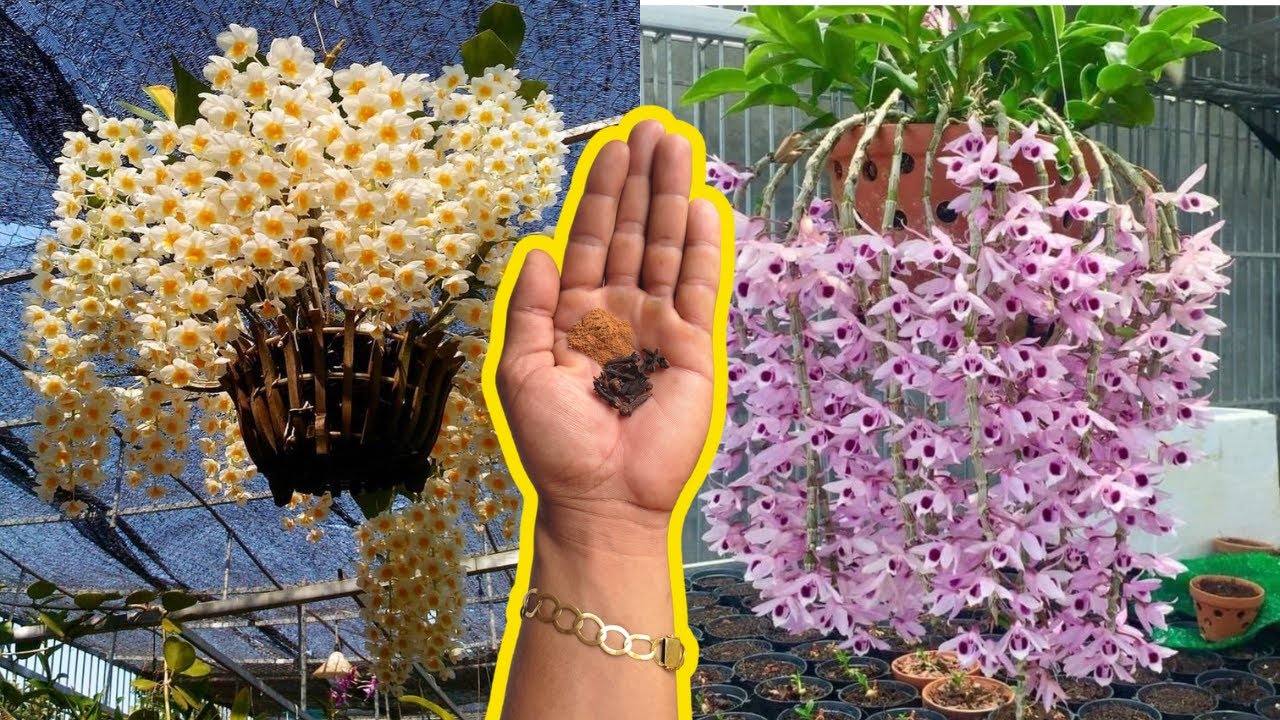 COLOQUE APENAS 1 COPO NAS ORQUÍDEAS E VEJA A INCRÍVEL FLORAÇÃO NASCER