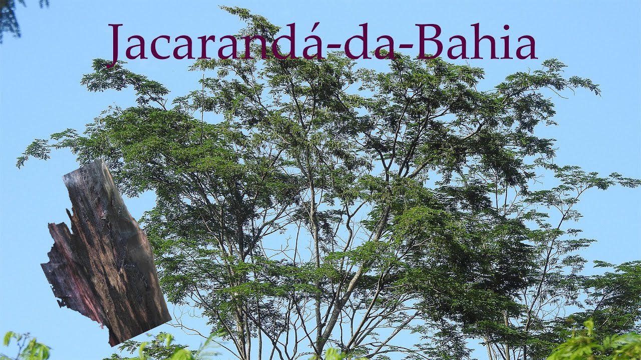 Tudo sobre Jacarandá-da-Bahia