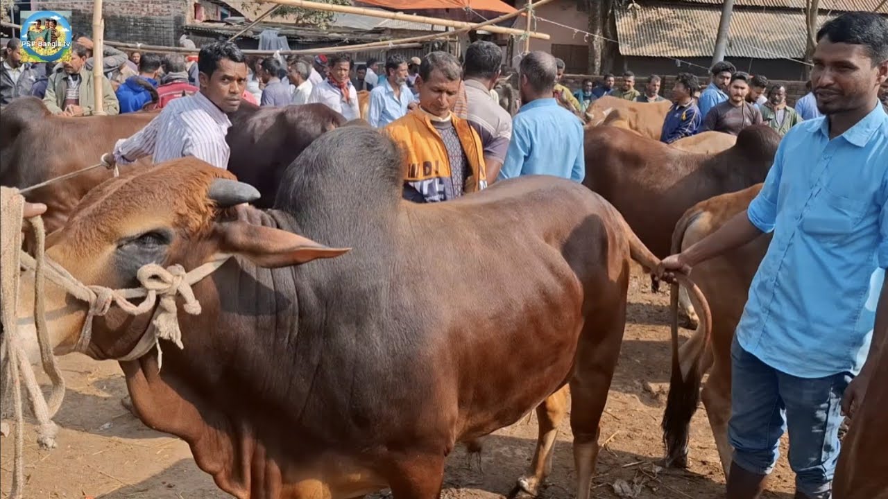 @ 25/1/2026|| কি দামে ফেনীর খামারী কুরবানির ষাঁড় গরু কিনলেন কাহারোল হাটে??