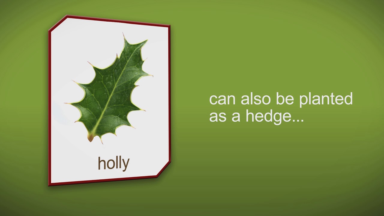 How to plant a Holly Tree, Shrub or Hedge by Heathwood Nurseries