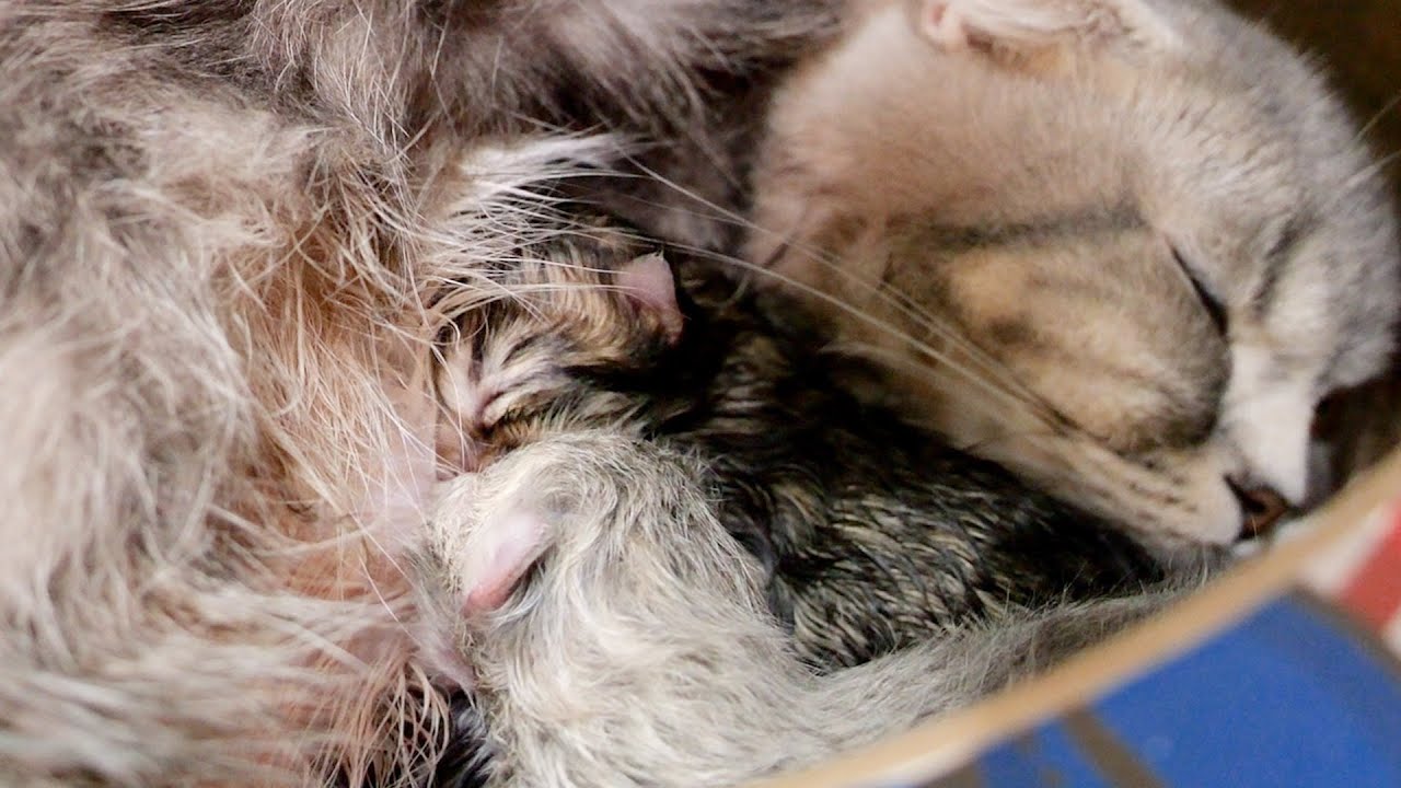 When I woke up in the morning, the mother cat gave birth to her kittens.