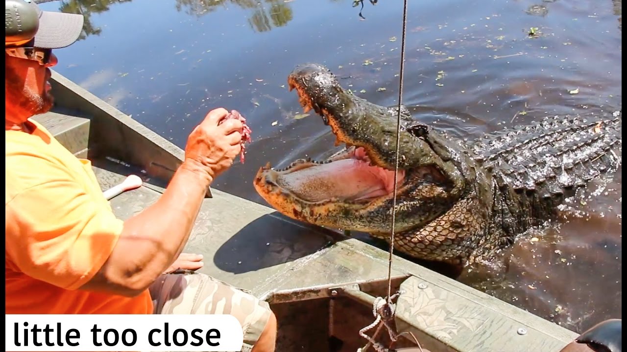 13' Alligator in our boat!!