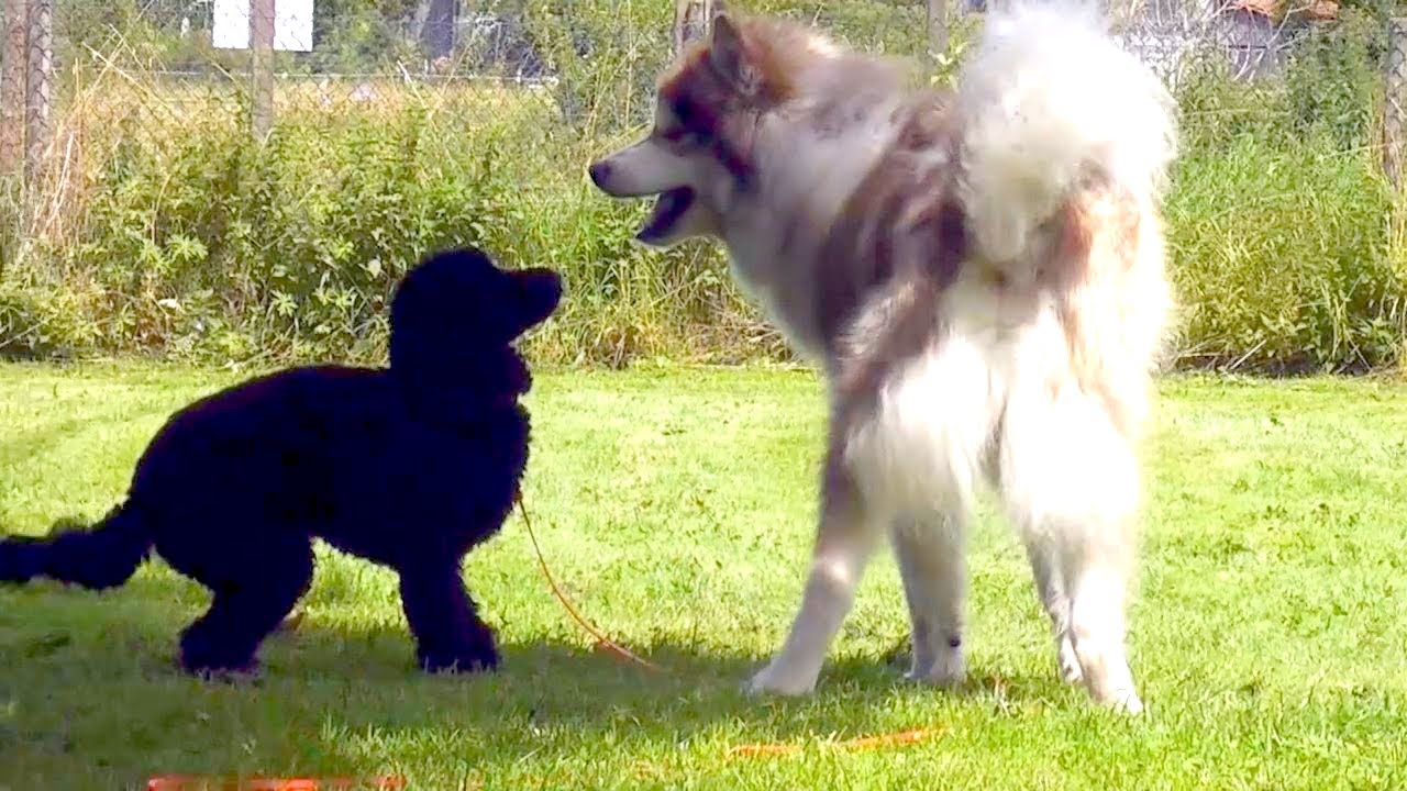 Erklär-Video: Falsches Spiel! Weniger ist tatsächlich mehr (2).