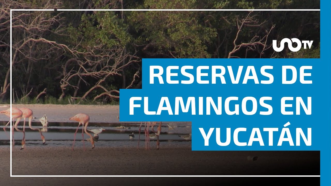 Inicia la temporada de flamingos en Yucatán