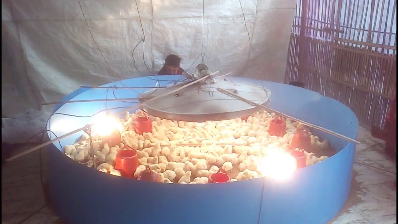 Brooding management in poultry ( mainly discuss about mismanagement of brooding)