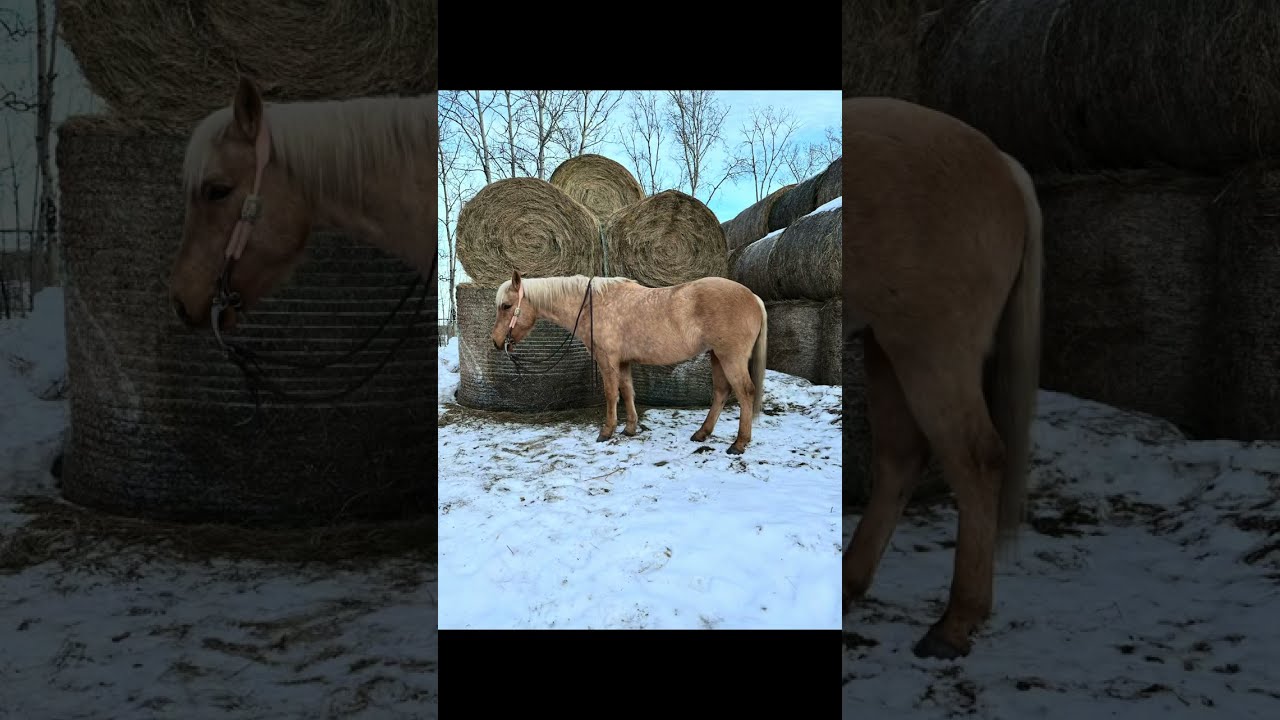 The Yellow Horse Top Gun Horse sales 2026