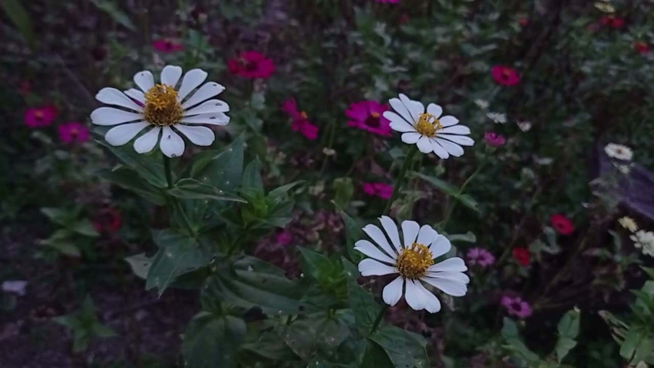 Beren yalov, desert night