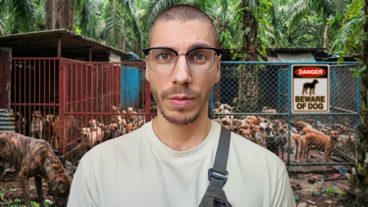 So hart ist der Alltag im Tierheim auf Koh Samui (400 Tiere!)