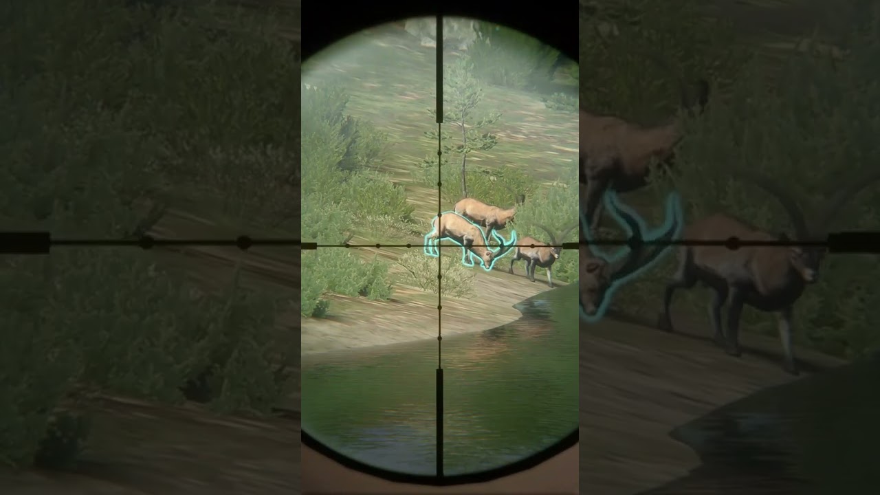 Diamond Beceite Ibex!!!