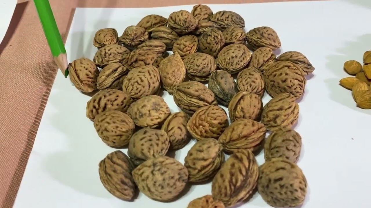 Манжурський,Приморський,Раконєвецький персик як підщепа для культурних сортів