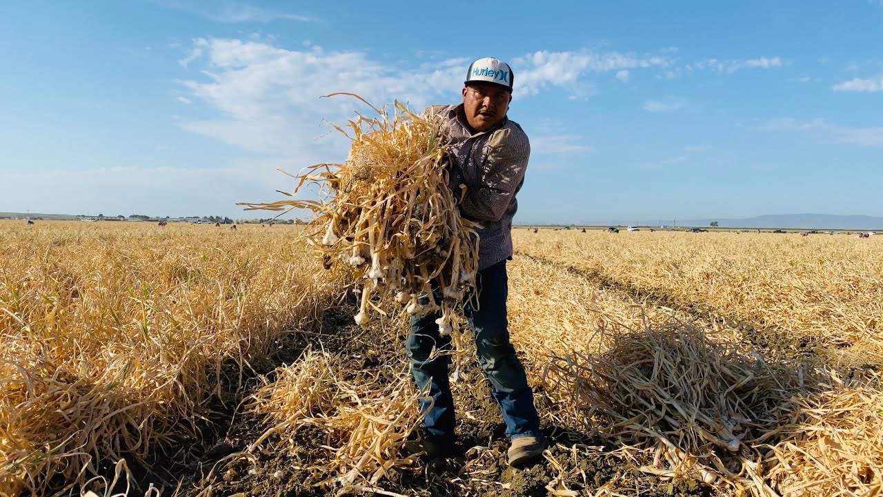 ENJAVILLADO DE AJO EN HURÓN CALIFORNIA / TRABAJADORES ESENCIALES 🧄🌾