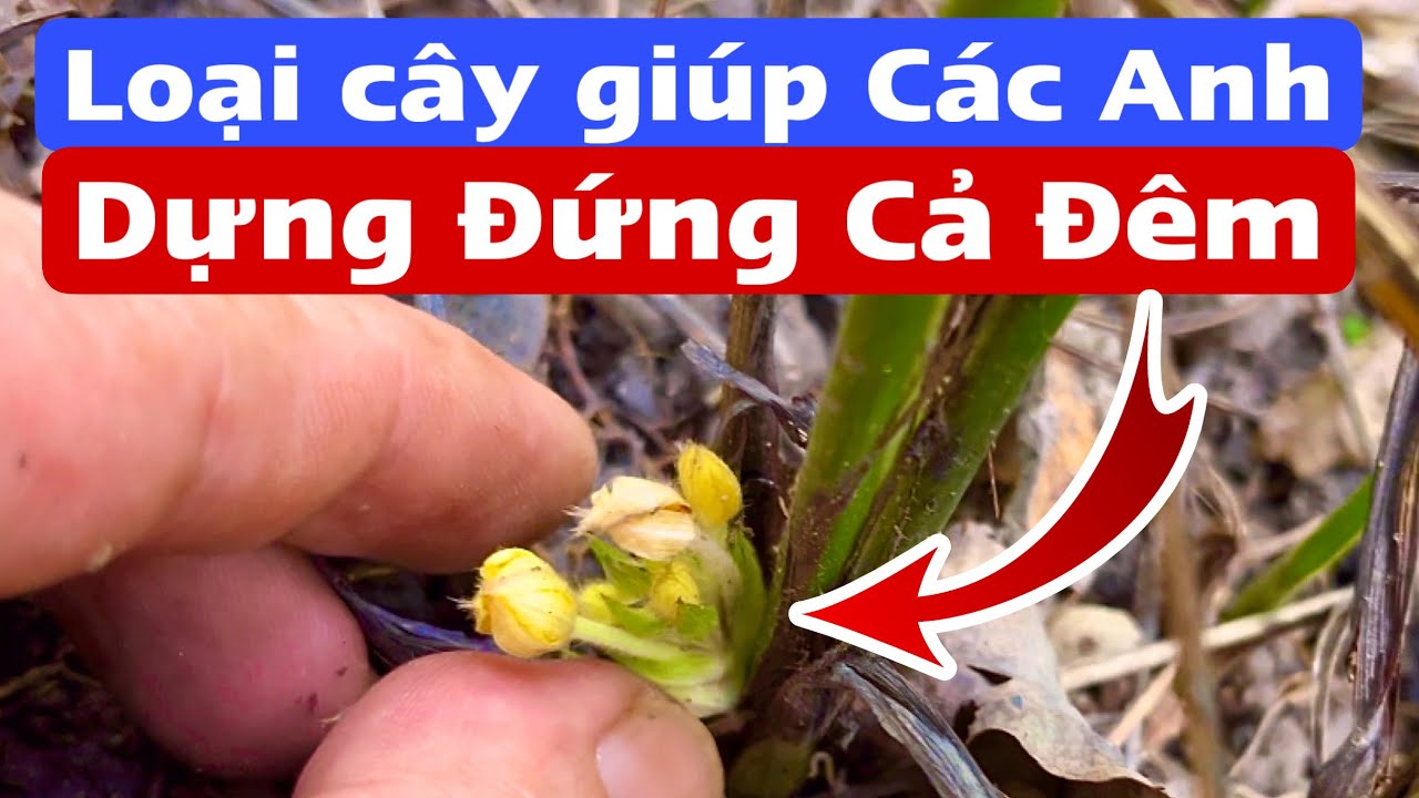 Loại Cây giúp Dựng Đứng . PHAN HẢI Channel 