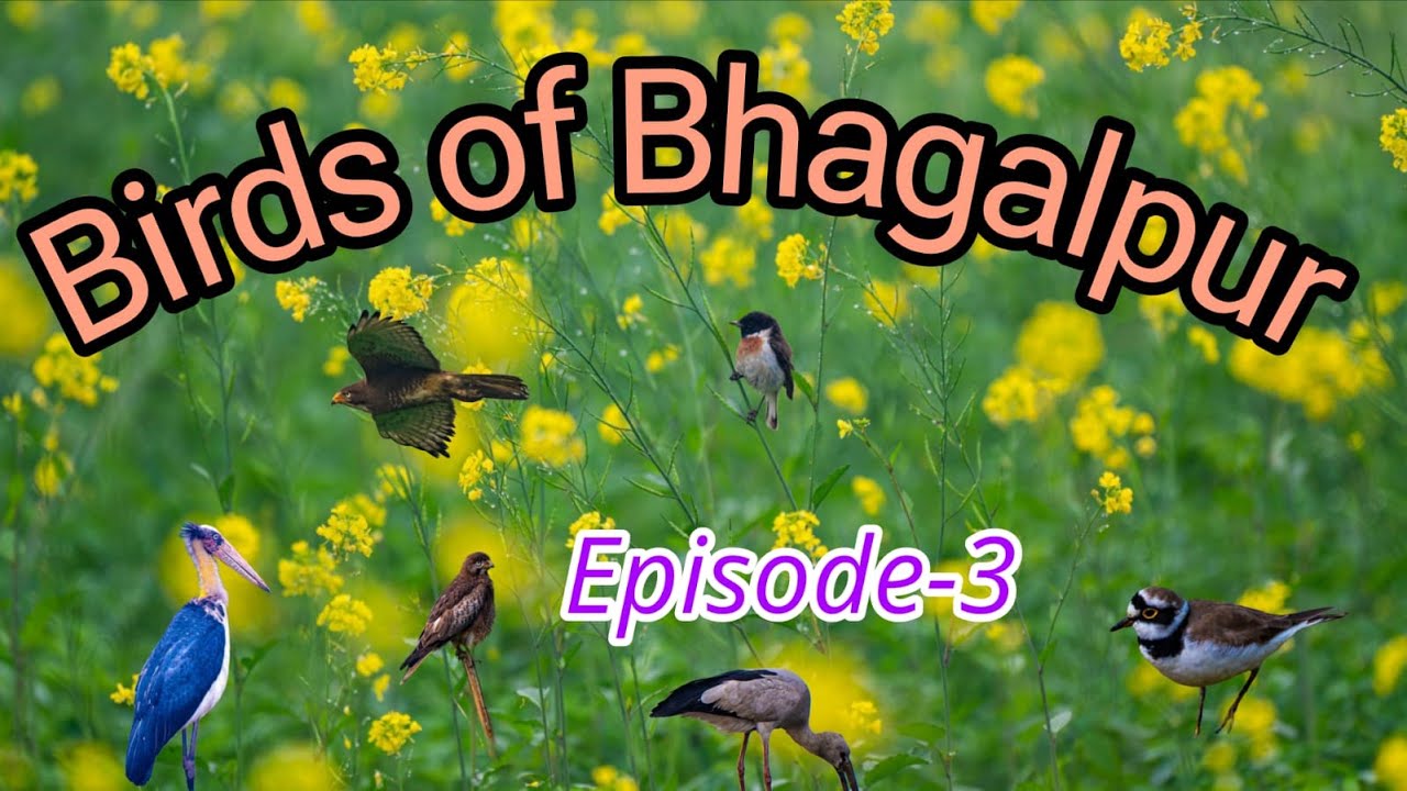 Birds of Bhagalpur, Episode-3
