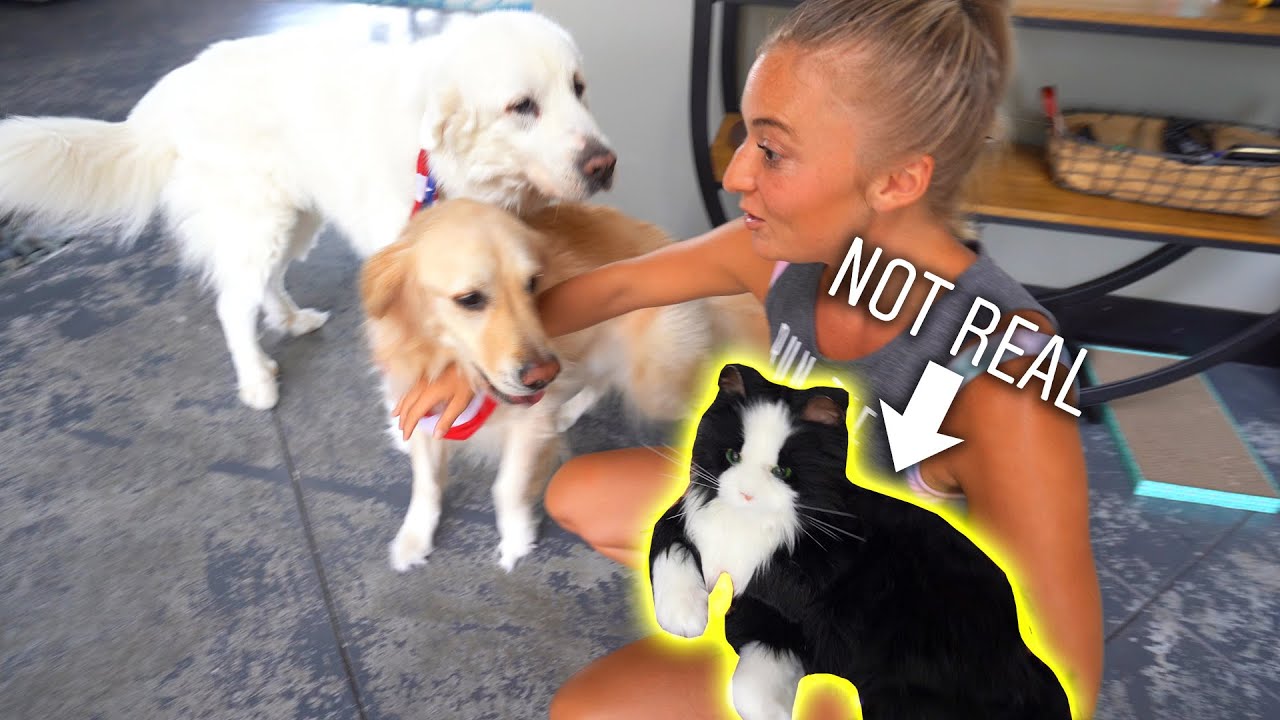 PRANKING OUR DOGS WITH A LIFELIKE ROBOT CAT