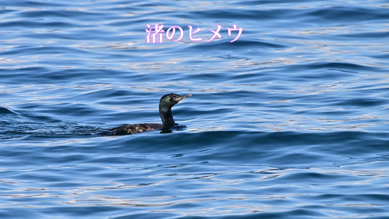 渚のヒメウ