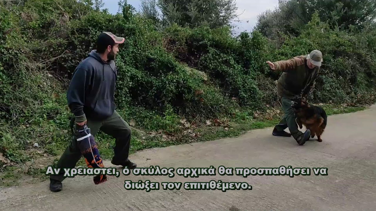 Είμαι η Prima 11 μηνών.Με ειδατε όταν ήμουν 7 μηνών και ο εκπαιδευτής με έλεγε τρελή. Δειτε με τώρα.