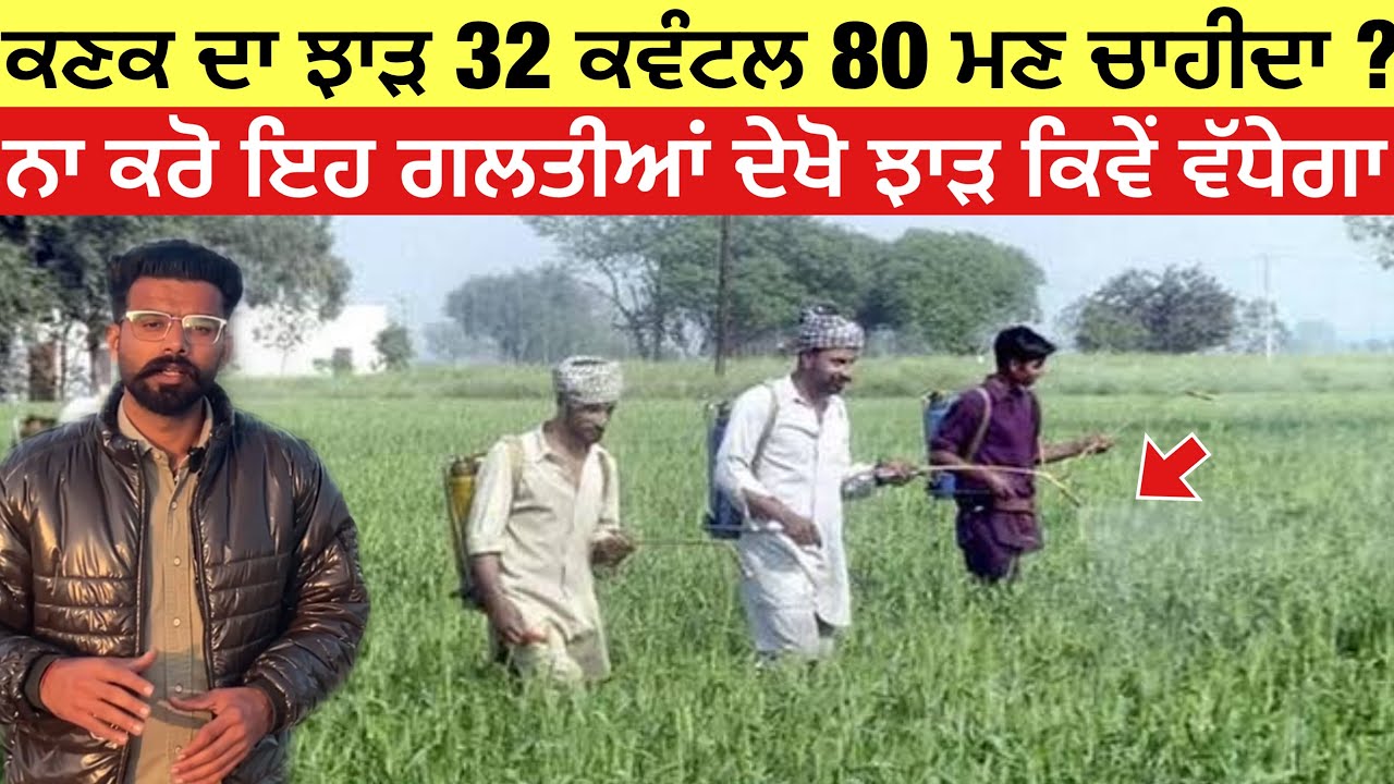 ਆਖਰੀ ਮੌਕਾ ਕਣਕ ਦਾ ਝਾੜ ਵਧਾਉਣ ਦਾ | increase wheat yield 