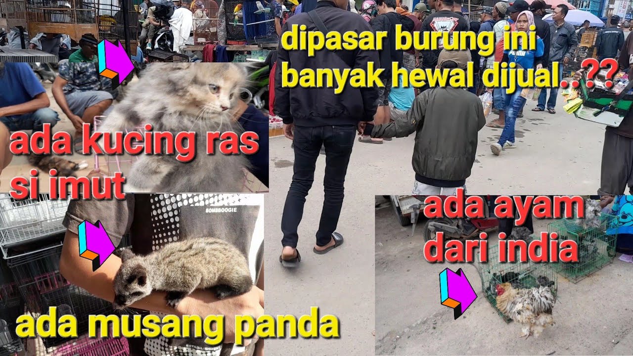 jalan kepasar burung palembang berbagai hewan dijual disini sambil nanya nanya harga kucing..!!