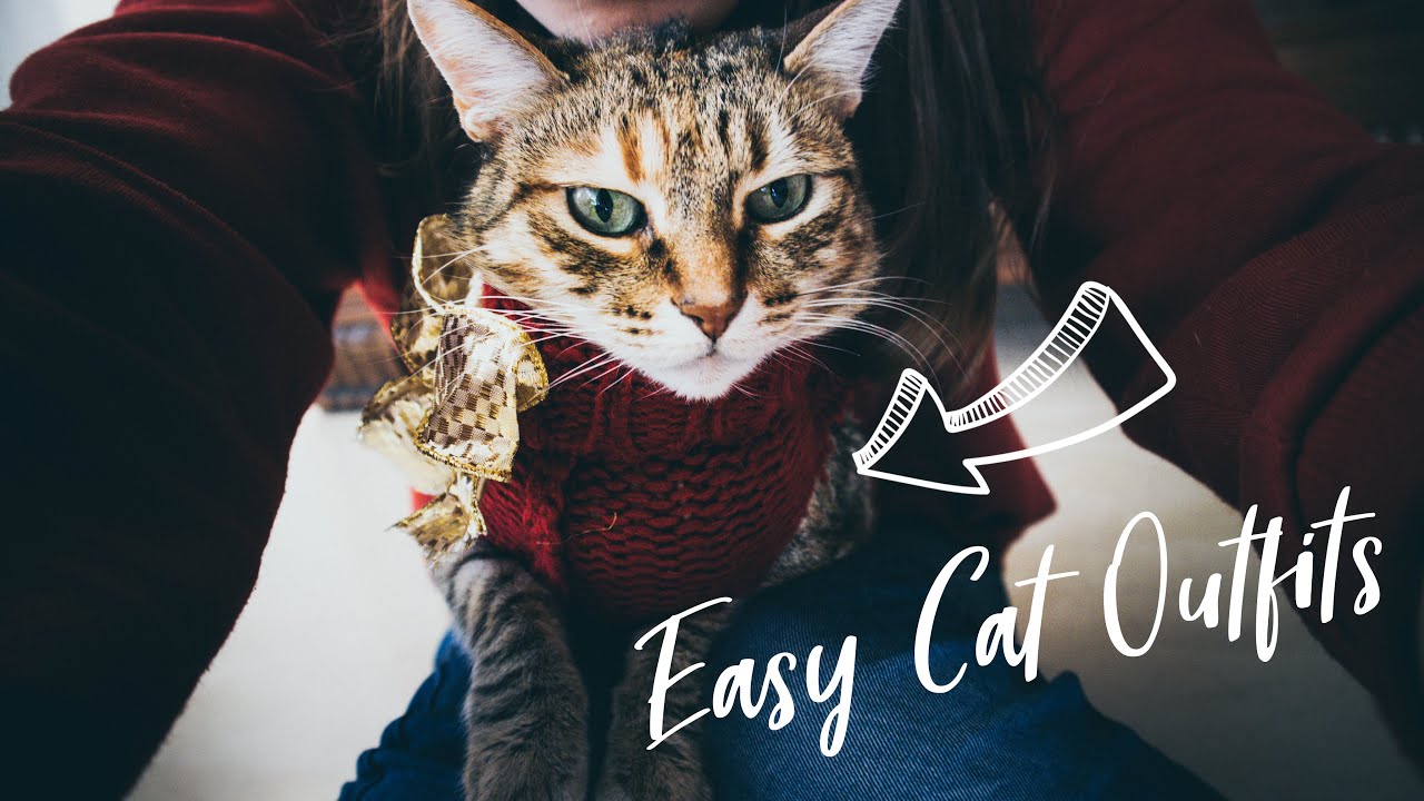 Easy DIY Cat Clothes: No Sewing Required!