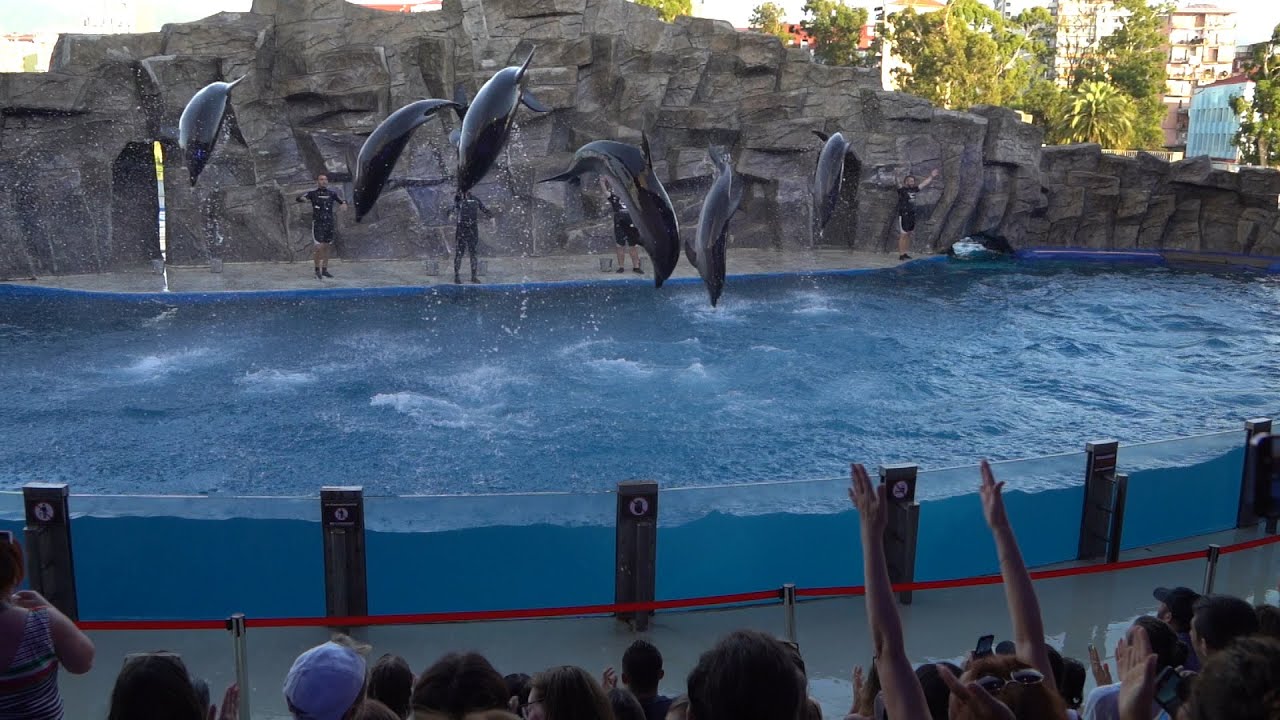 ბათუმის დელფინარიუმი  Batumi Dolphinarium
