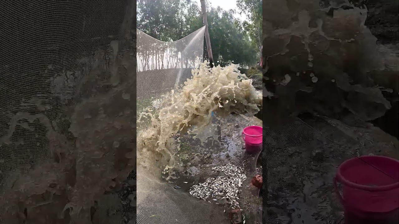 Amazing Fish Catching Technique: The Most Satisfying Harvest! 🐟 #fishing #fish #netfishing