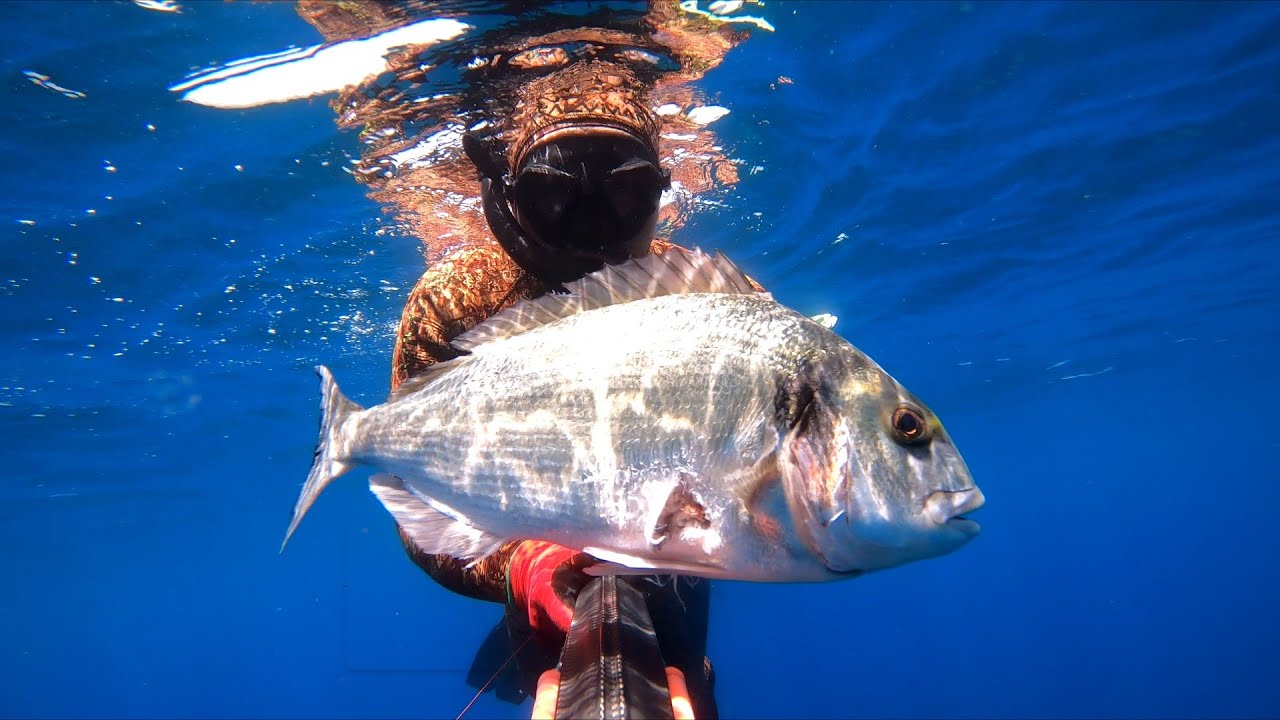 Gilt-head Sea Bream - Spearfishing Malta - Pescasub Malta