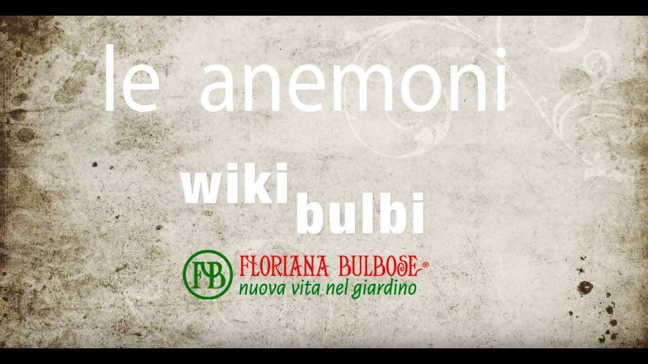 wikibulbi -  Anemoni - Floriana Bulbose