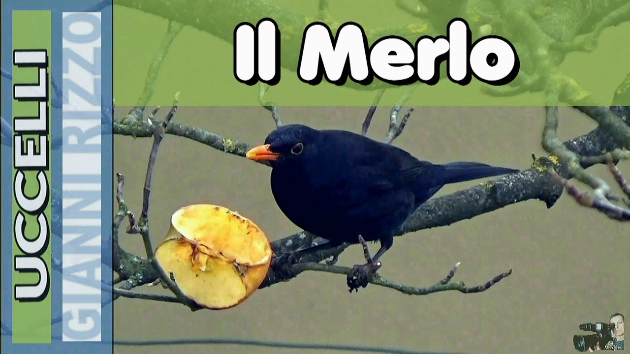 Il Merlo (Turdus merula)