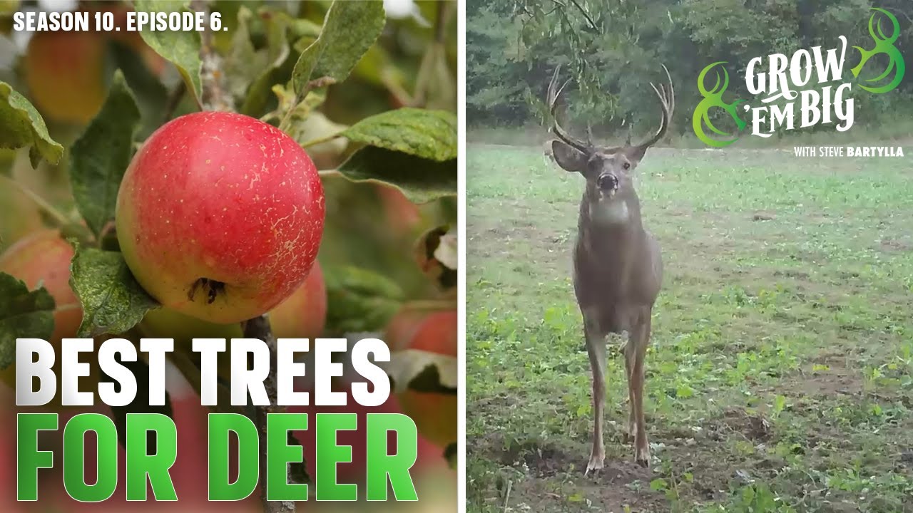 The Best Trees for Deer