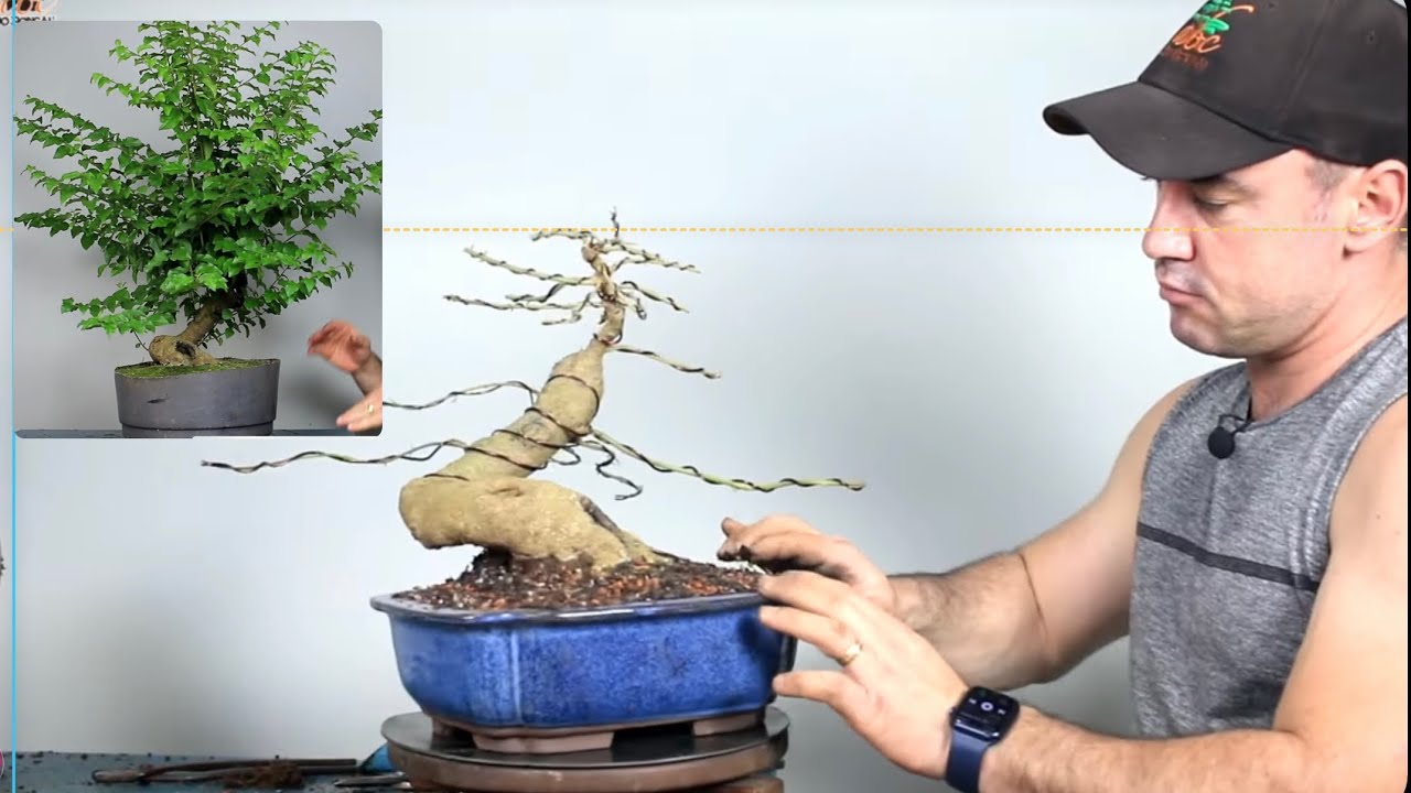 COMO FAZER BONSAI A PARTIR DE GALHO DE SACRIFÍCIO - PARTE 8