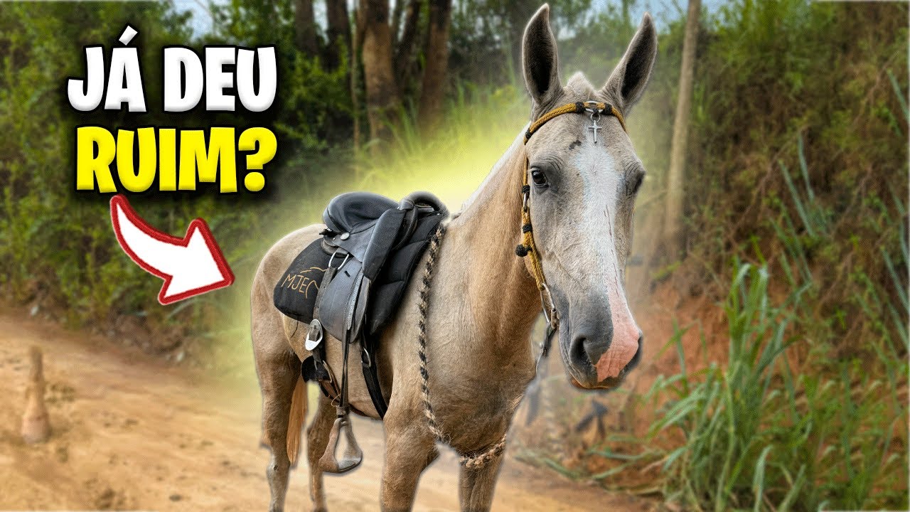 A ÉGUA MACHUCOU na PREPARAÇÃO da COPA DE MARCHA