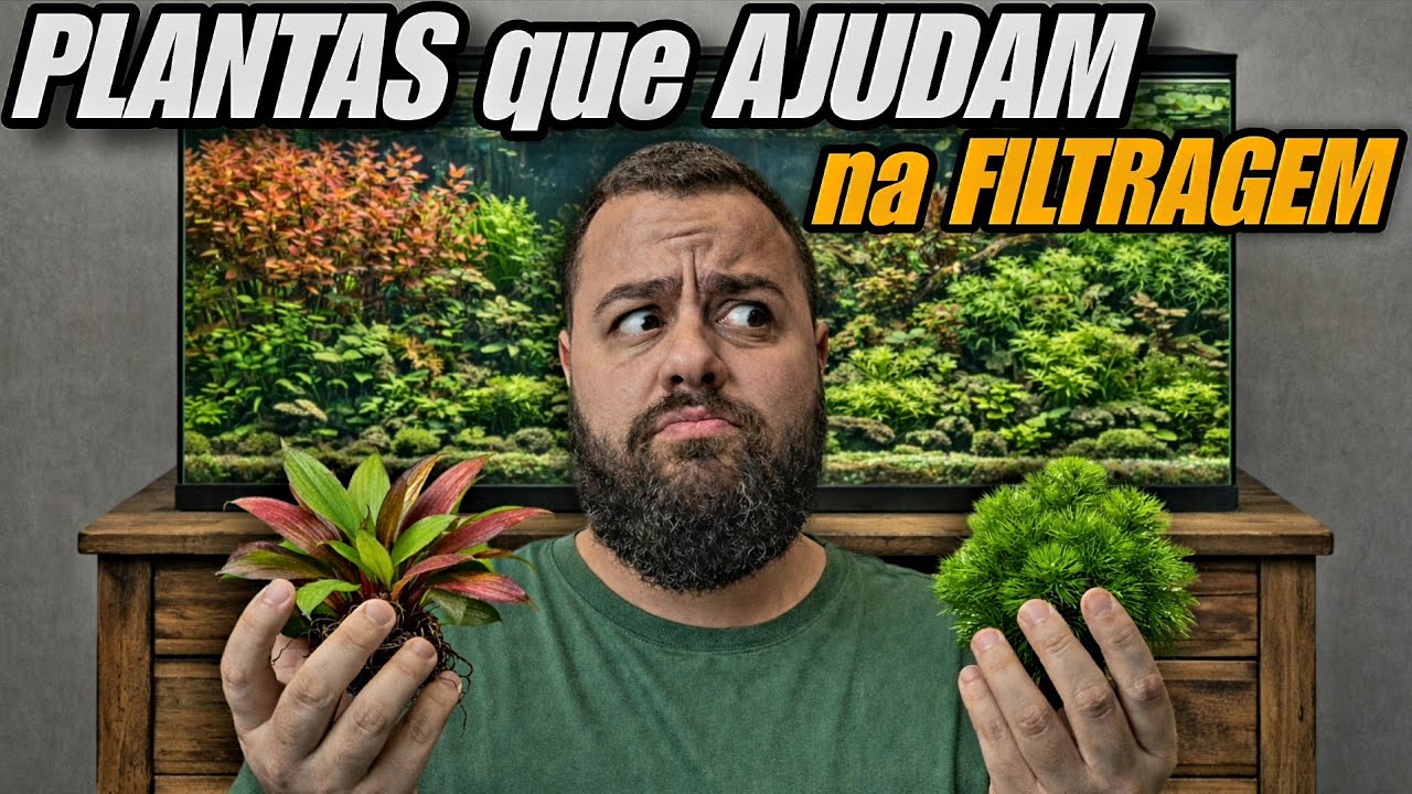 PLANTAS QUE CONSOMEM MUITOS NUTIENTES DA ÁGUA E VÃO TE AJUDAR NA FILTRAGEM!