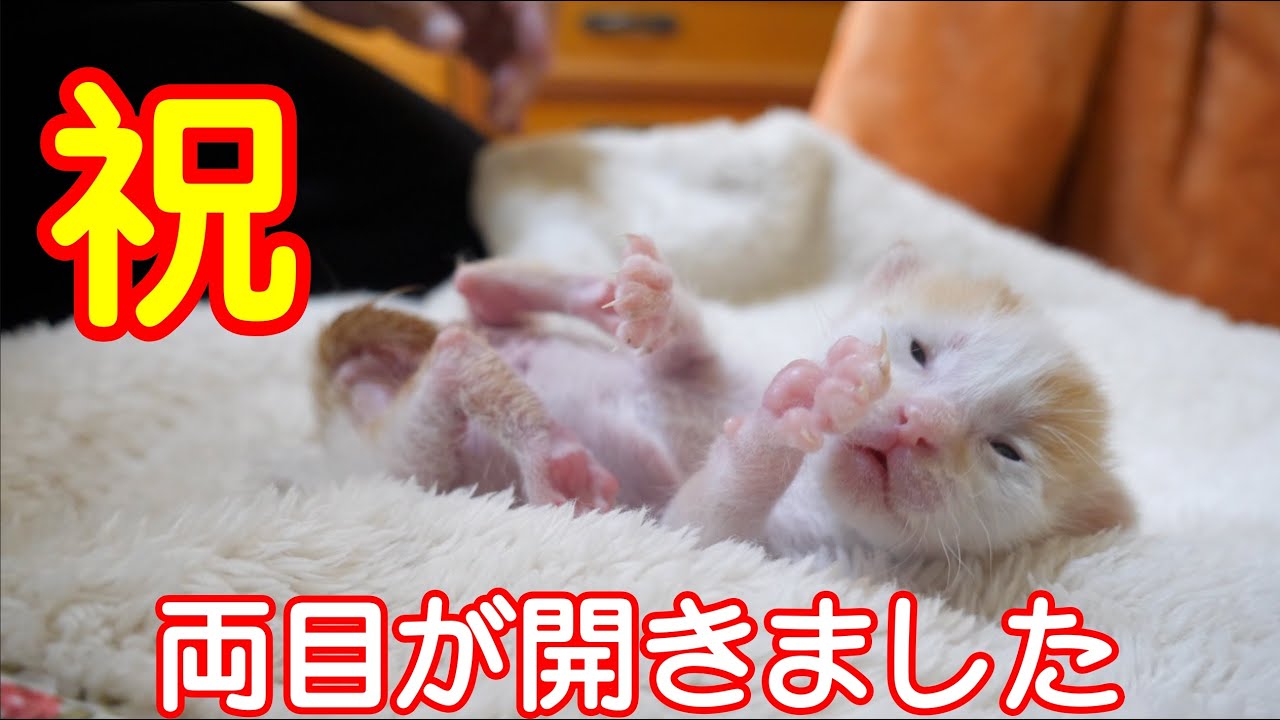 【子猫】両目が少しずつ開き始めました