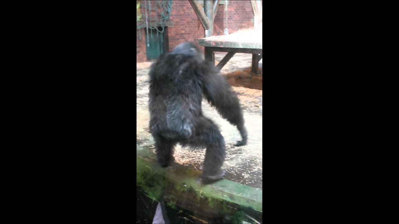 Chimp attacks man at Chester Zoo 1 02/09/14