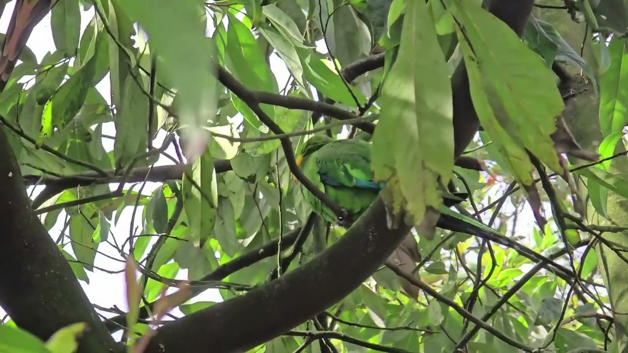 ''Superb Green parrot''