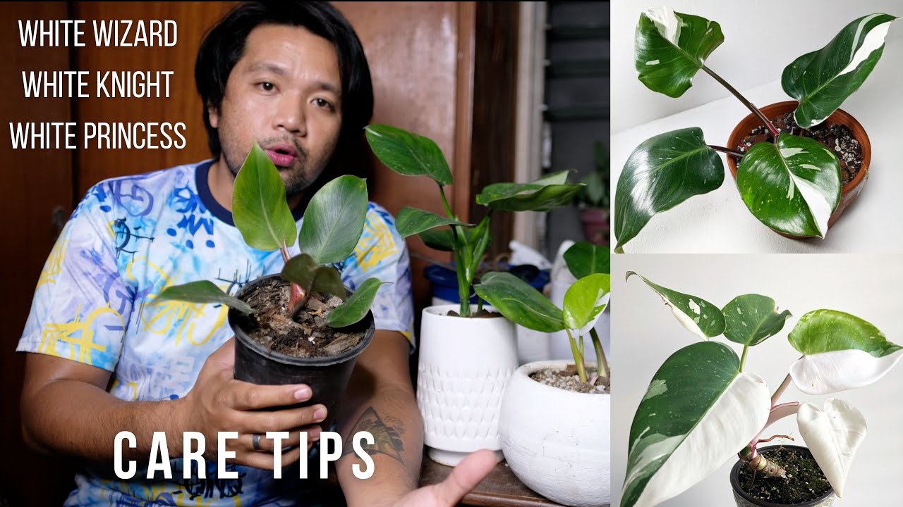CARE TIPS | White Trinity Philodendron | White Wizard | White Knight | White Princess