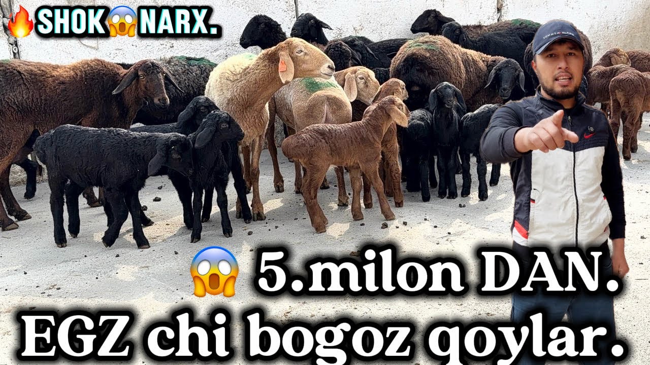 🔥 150. bosh. 5 milon DAN EGZCHI BOGOZ QOYLAR NARXLAR BUTKUL SINDI.