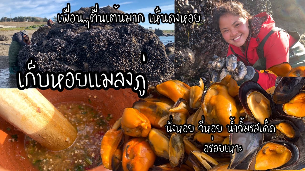 EP 202 พาเพื่อนๆไปเก็บหอยแมลงภู่ทะเล หอยเยอะมาก ￼ ภูเขาที่เต็มไปด้วยหอยบอกพิกัดไว้ในคลิป ￼